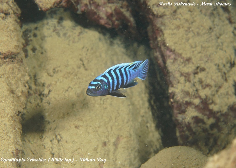 Cynotilapia zebroides 'Nkhata Bay'